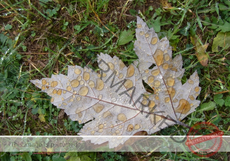 Garten - Regentropfen, Blatt1