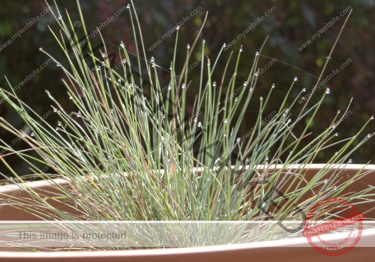Garten - Regentropfen, Gräser
