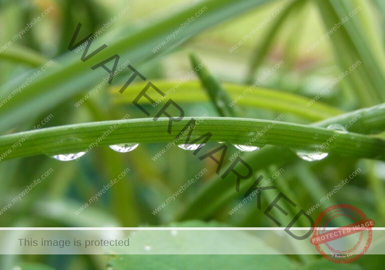 Garten - Regentropfen, Gras