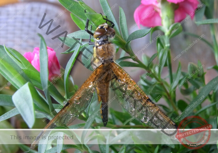 Garten - Regentropfen, Libelle