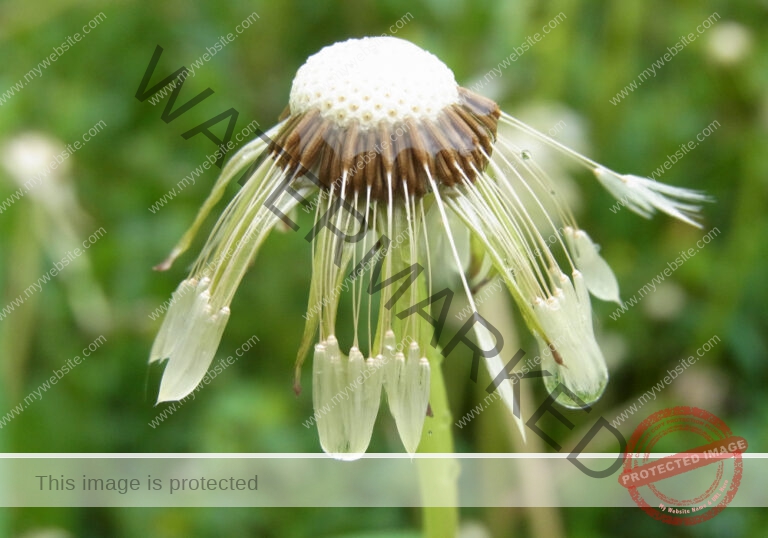 Garten - Regentropfen, Löwenzahn2