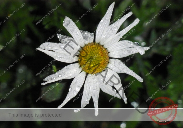 Garten - Regentropfen, Margerite1