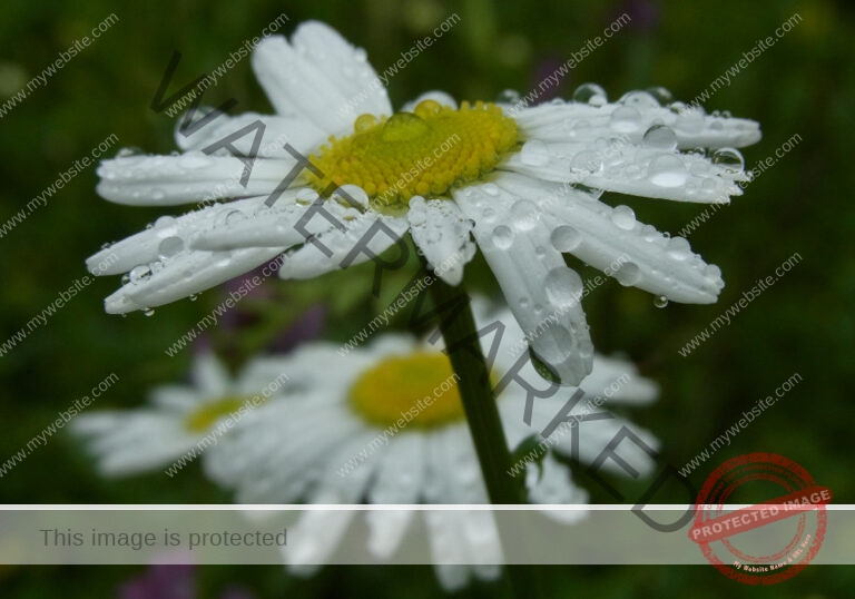 Garten - Regentropfen, Margerite2