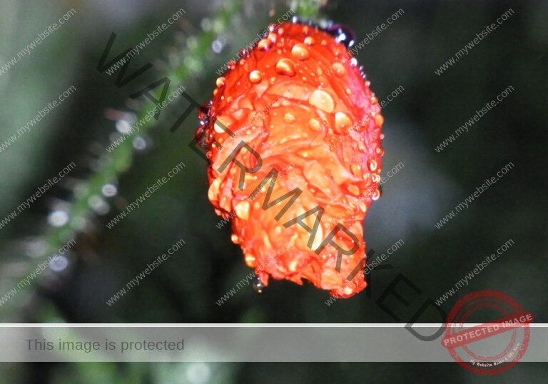 Garten - Regentropfen, Mohn1