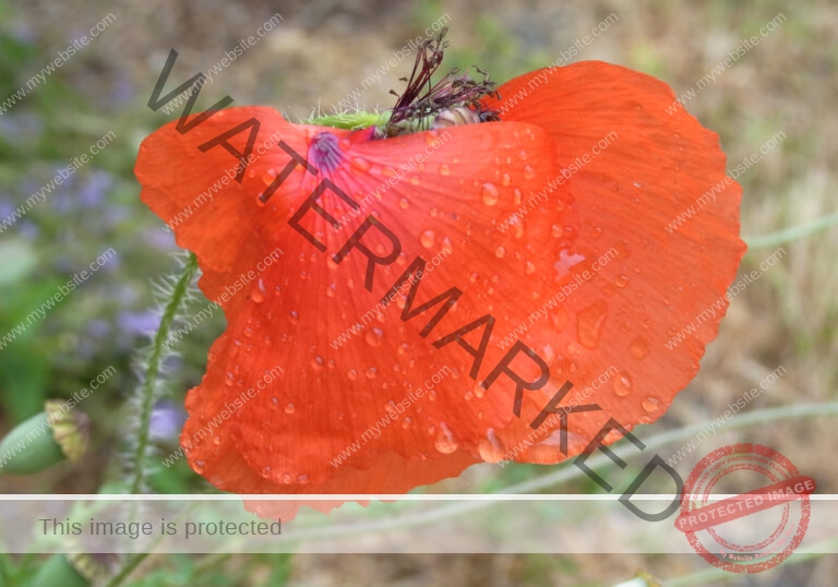 Garten - Regentropfen, Mohn2