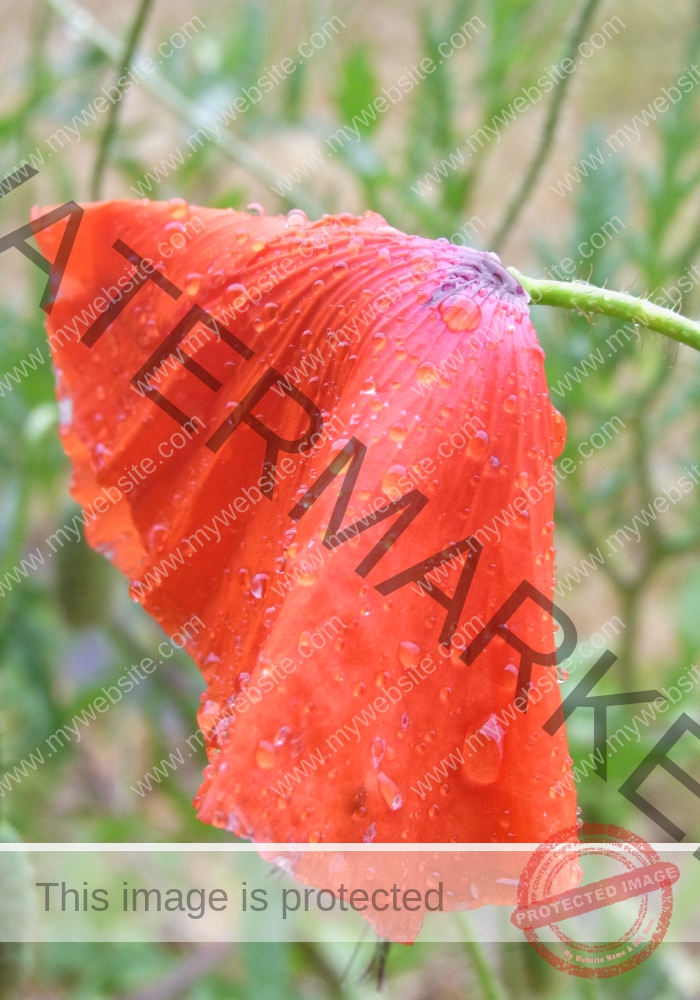 Garten - Regentropfen, Mohn3