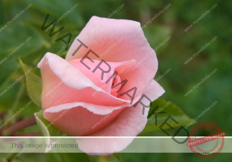 Garten - Regentropfen, Rosenblüte