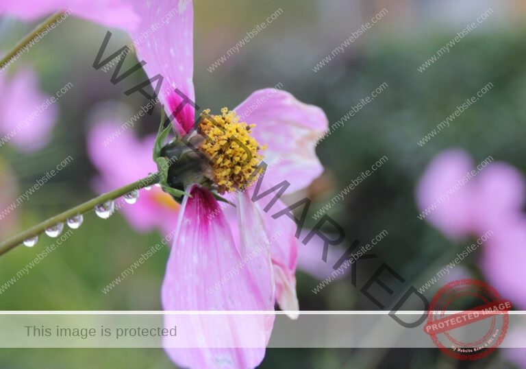 Garten - Regentropfen, versch.1