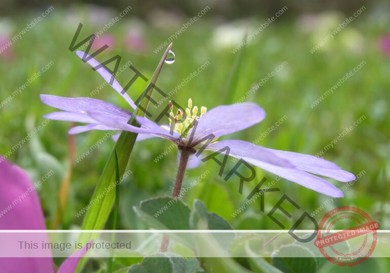 Garten - Regentropfen, versch.2