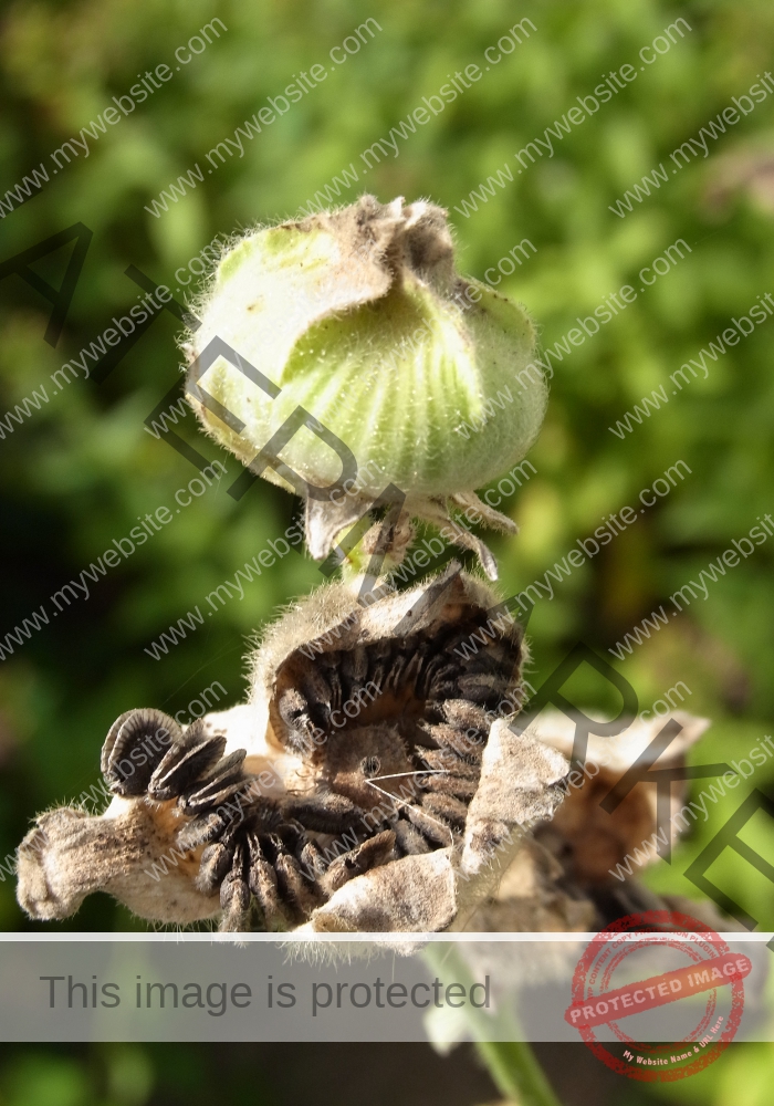 Heiligenbronn Garten4