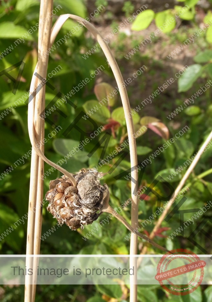 Heiligenbronn Garten6