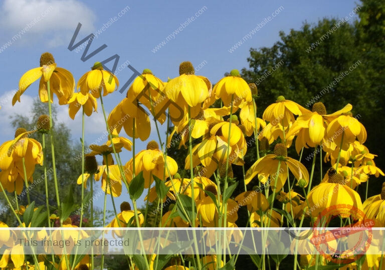 Heiligenbronn Garten7