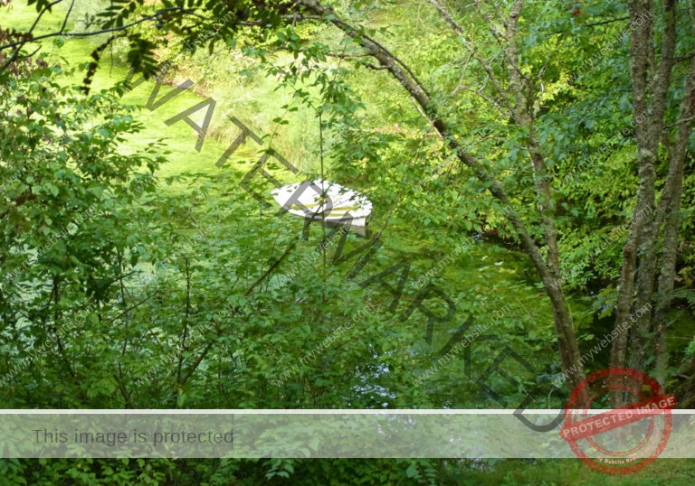 Waldsee Lützenhardt1
