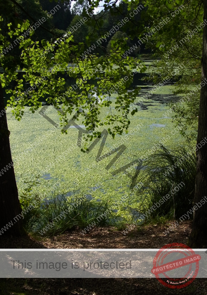 Waldsee Lützenhardt10