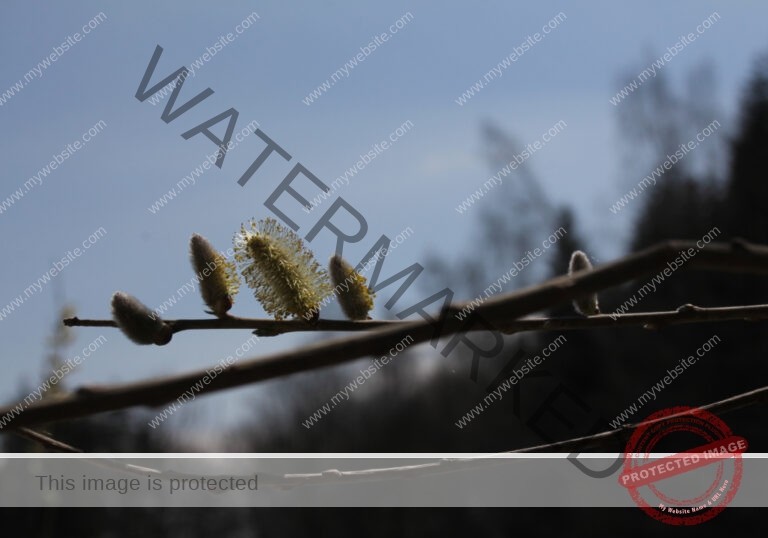 Waldsee Lützenhardt17
