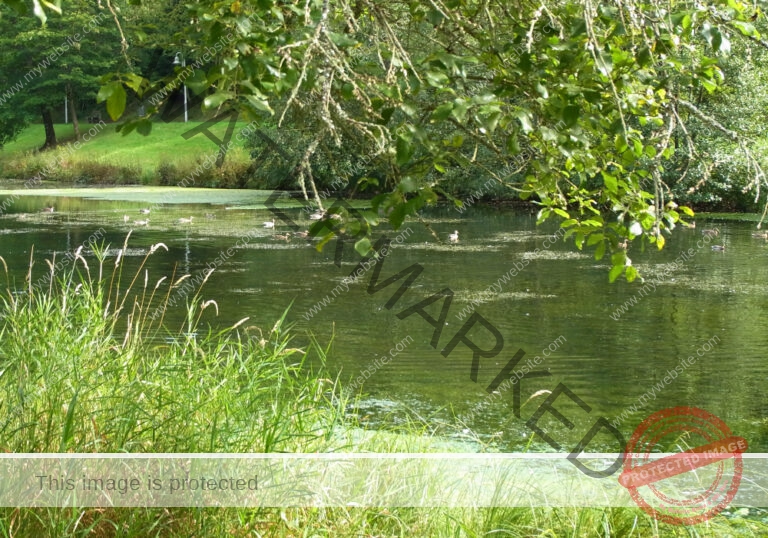Waldsee Lützenhardt3