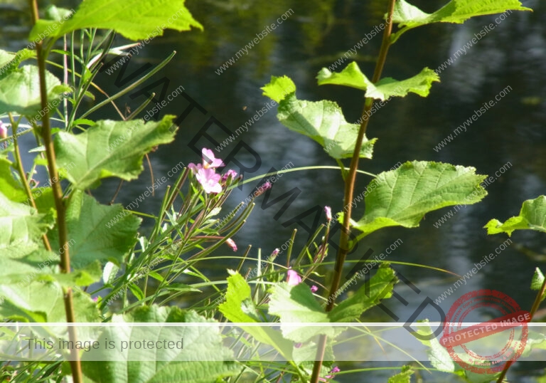 Waldsee Lützenhardt7