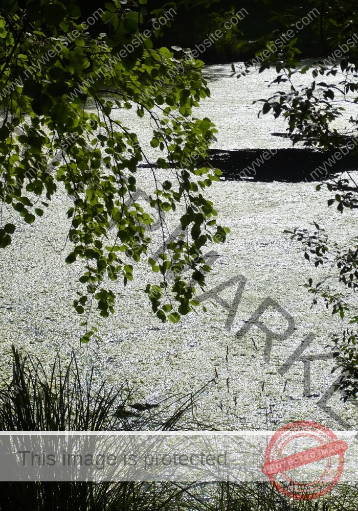 Waldsee Lützenhardt8