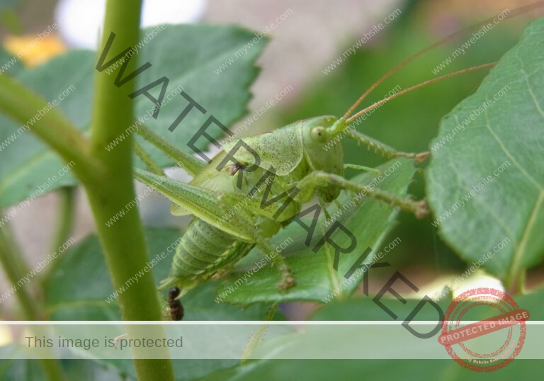 lb - Heupferdchen im Garten