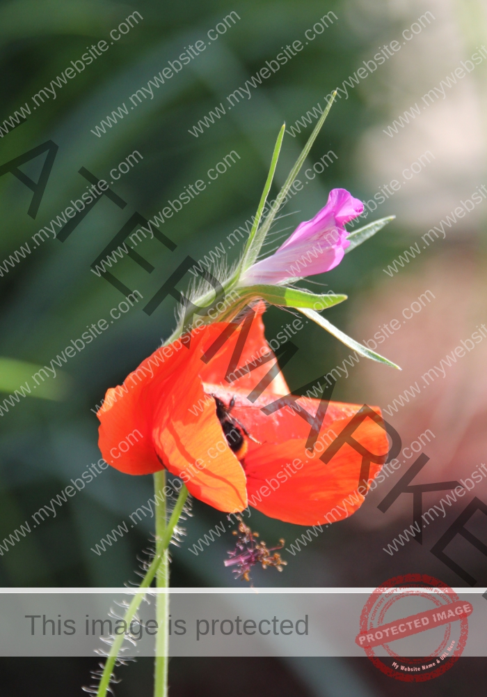 lb - Mohnblume im Garten