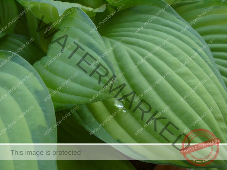 lb - Wassertropfen auf Funktie