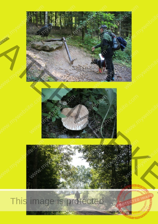 2019-09-18 Krabbenweg 09 (Mittel)