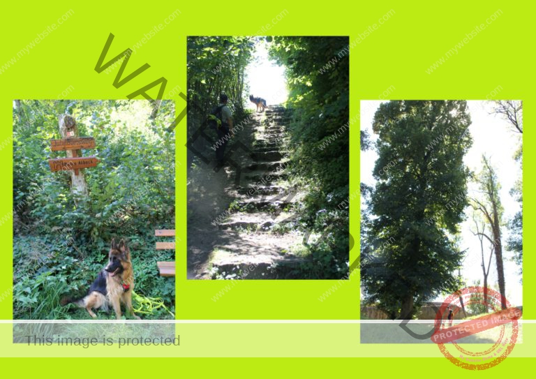 2020-09-08 Burgruine Albeck, Sulz 02f (Mittel)