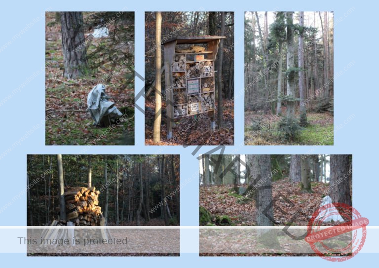 2020-11-14 Marienkapelle 08f