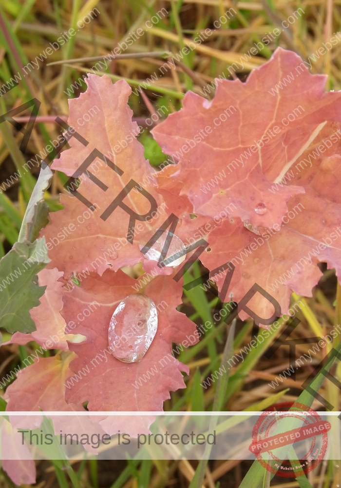 Garten - Regentropfen, Blatt5