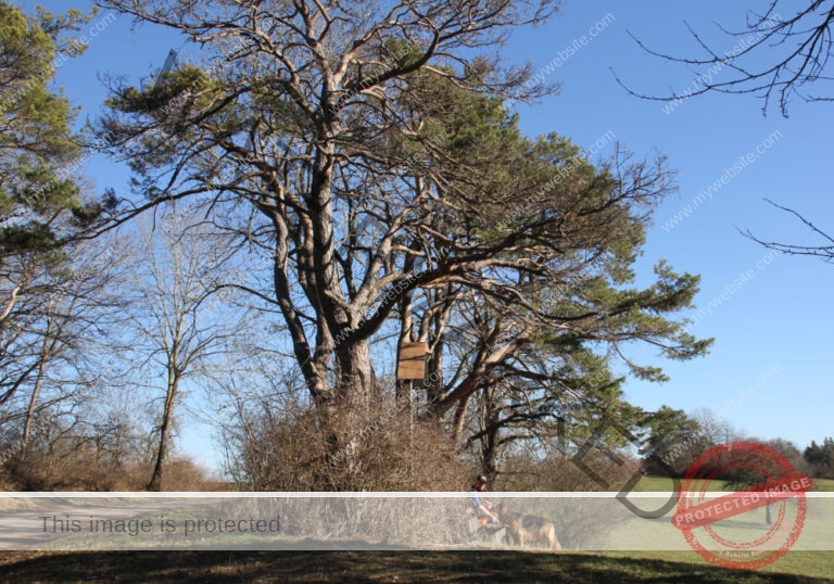 ruh -Schütte 20