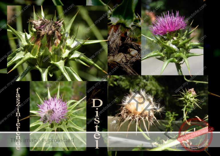 26distel