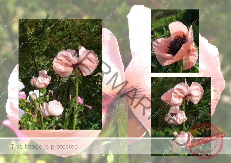 48mohnblume