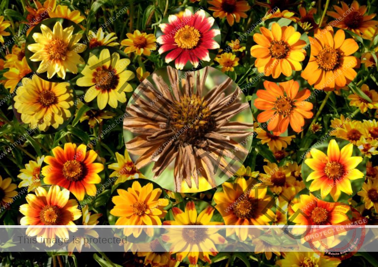 54blumen