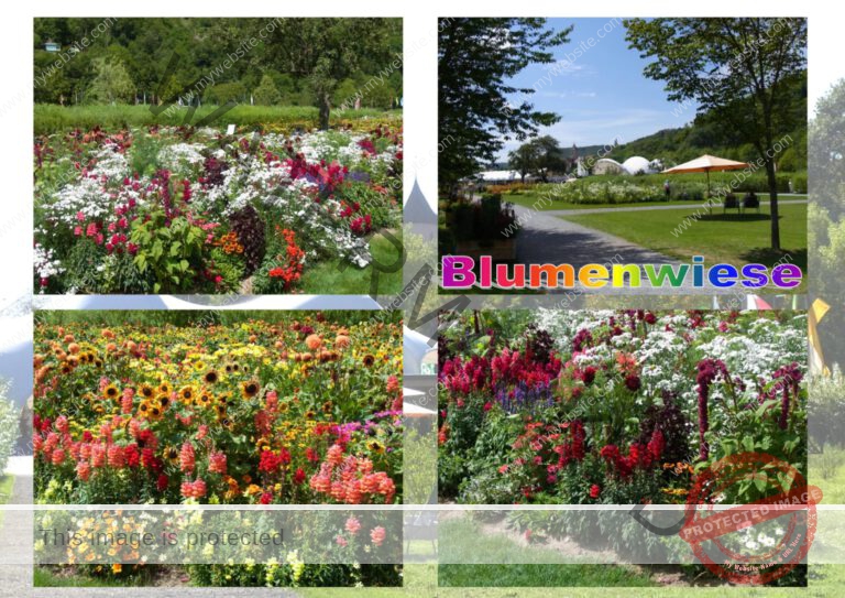 57blumenwiese