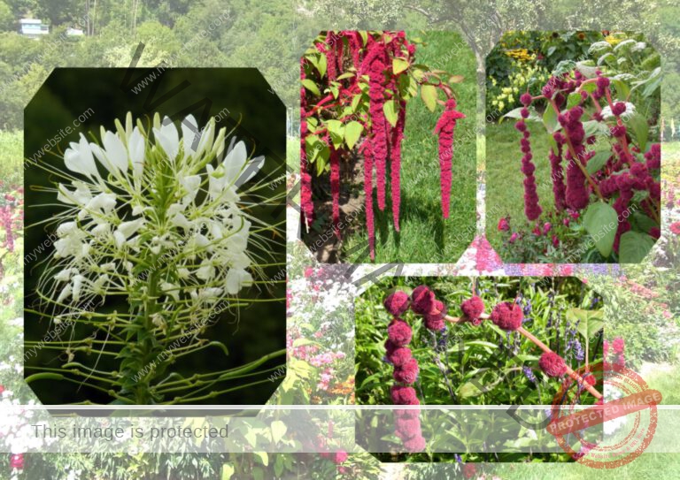 58sommerblumen
