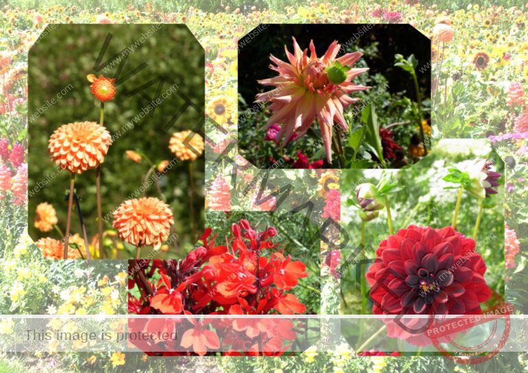 60herbstblumen1