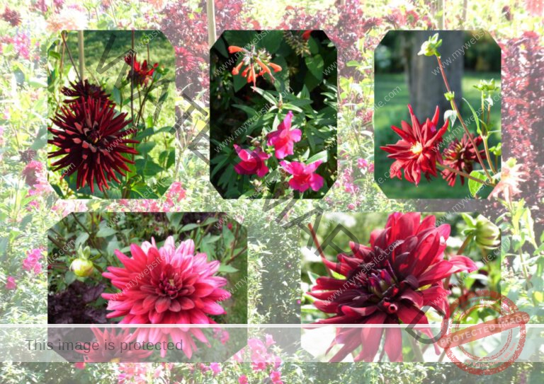 61herbstblumen2