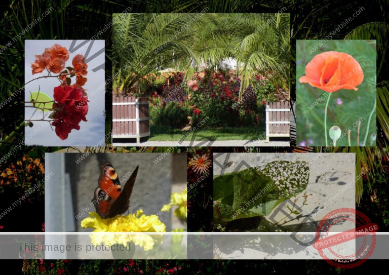 62gemischte blumen