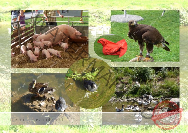 70versch. tiere
