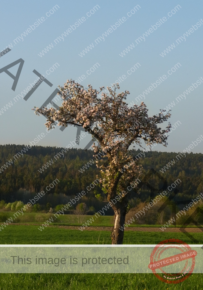 Bäume 23,