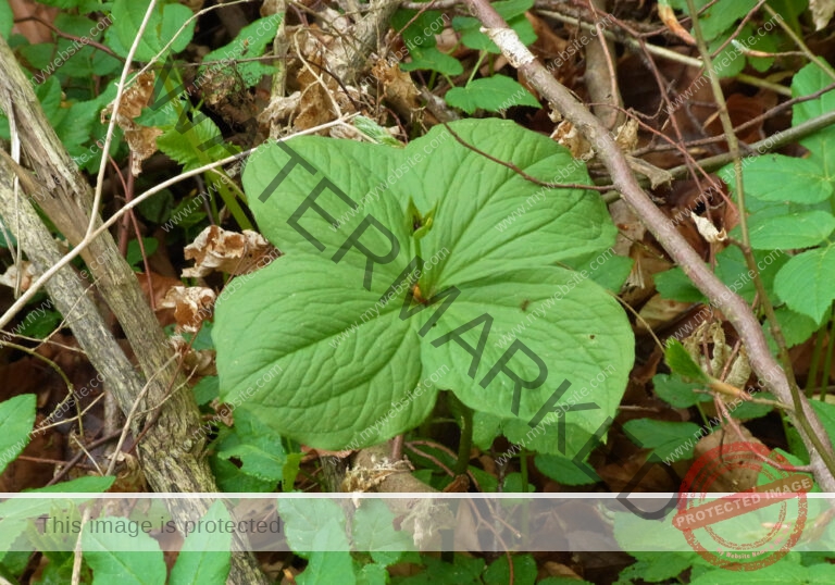 Dies und Das - Blume 2022 -01