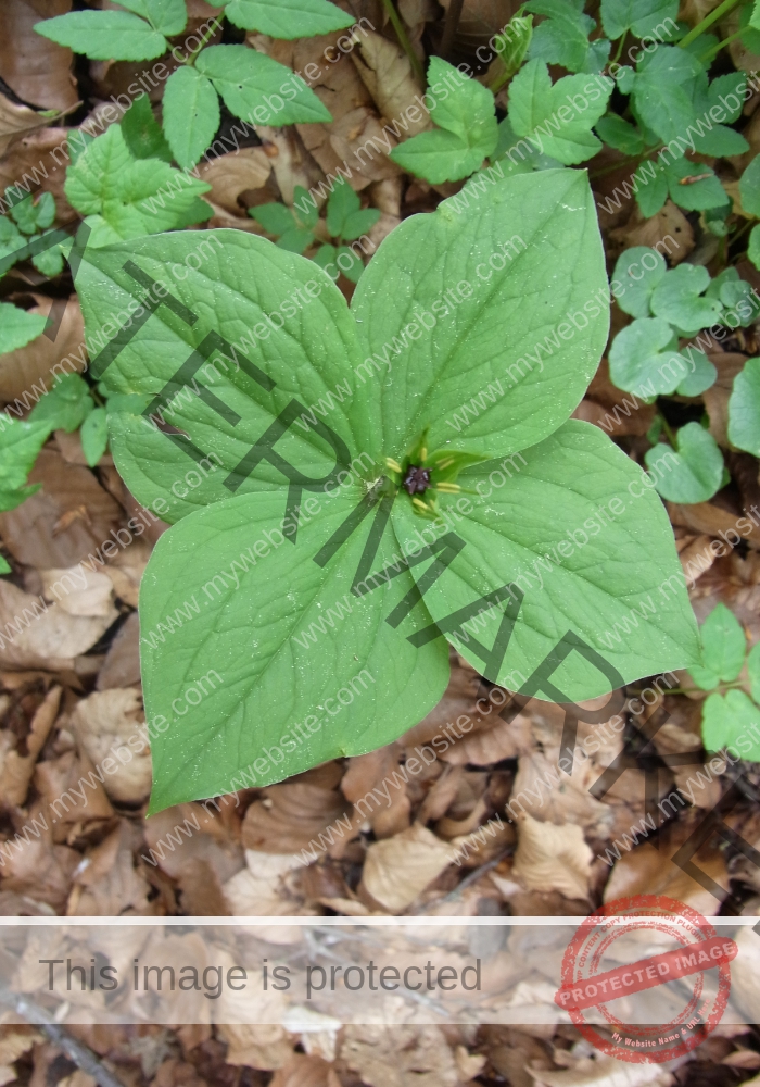 Dies und Das - Blume 2022 -09