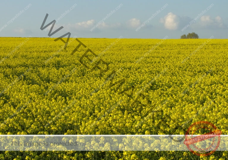 ruh - Hohenberg-Runde 26