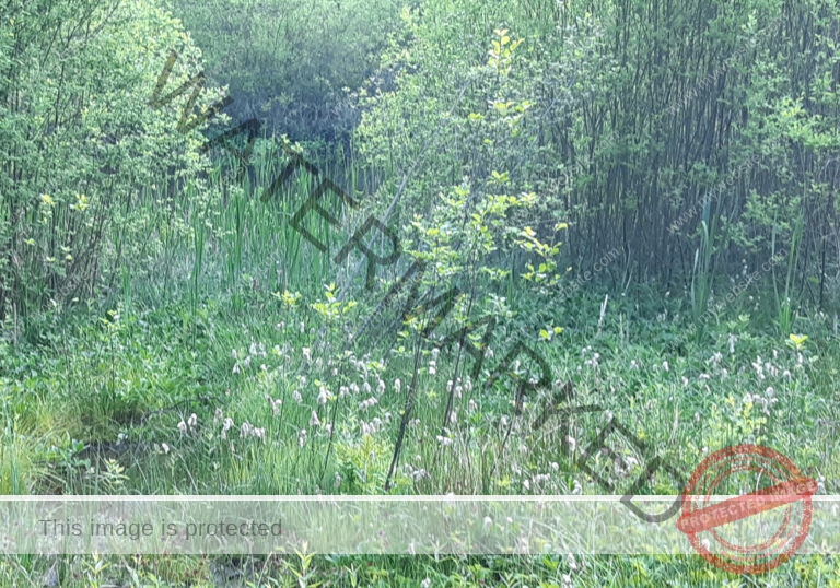 Bodenloser See, Empfingen 052