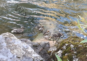 Enten-Famile 03