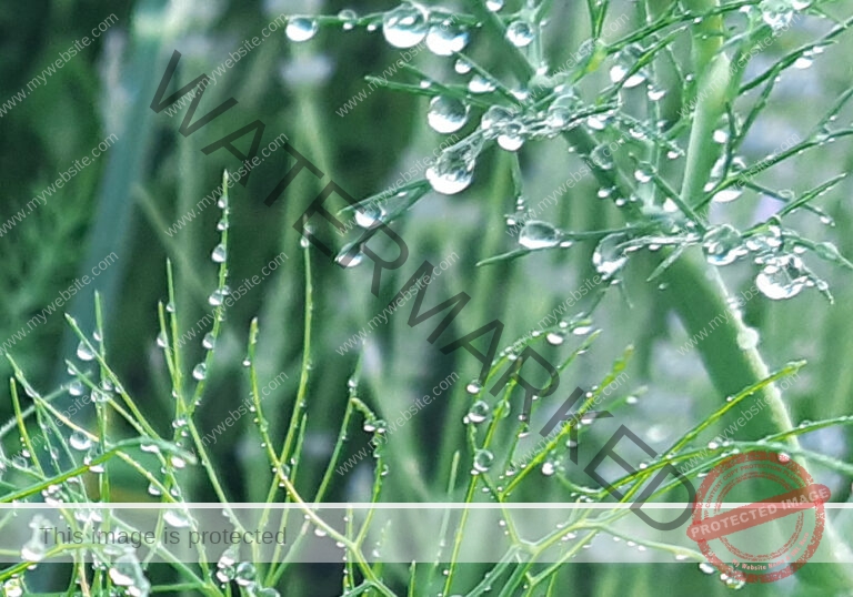 Garten - Fenchel mb1