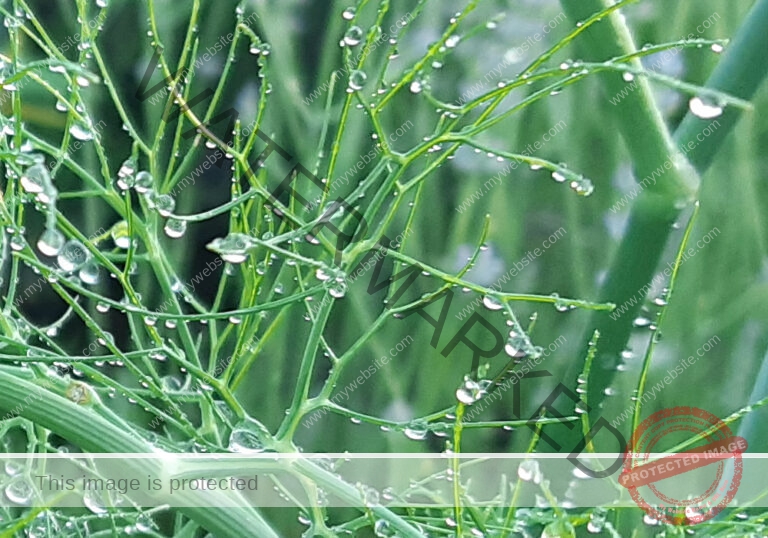 Garten - Fenchel mb3