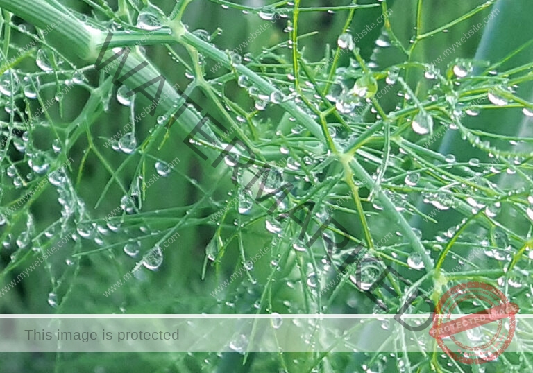 Garten - Fenchel mb4