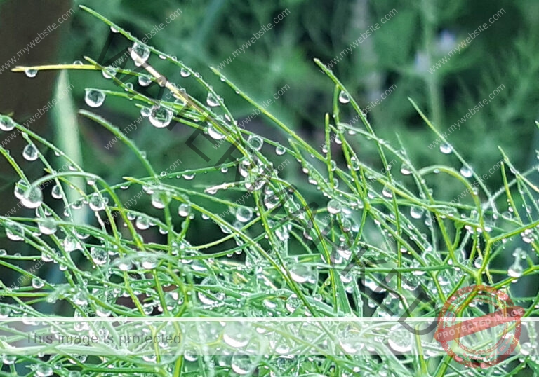 Garten - Fenchel mb5