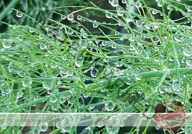 Garten - Fenchel mb6